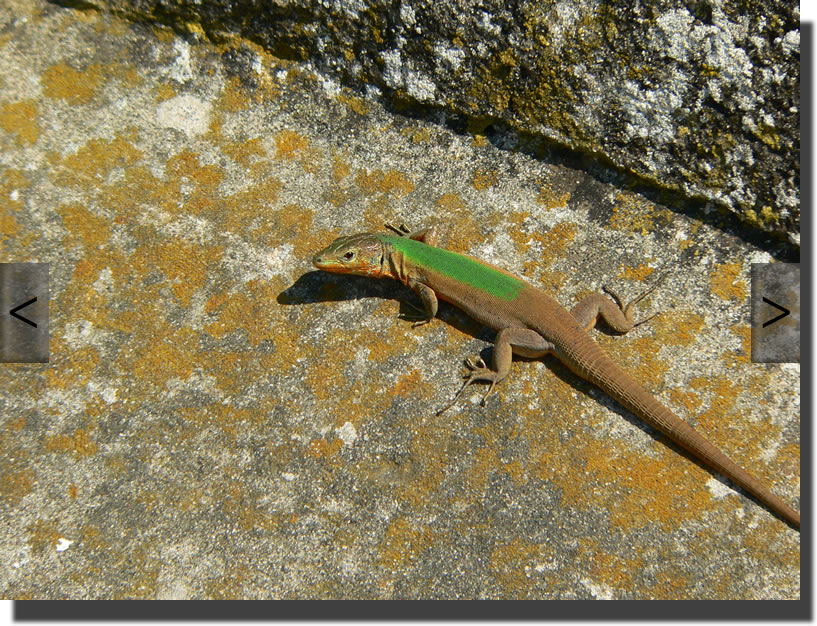 Podarcis melisellensis